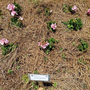 Pelargonium zonale 'Pink Shades'