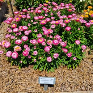 Bracteantha 'Pink'