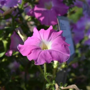 Petunia 'Lilac'