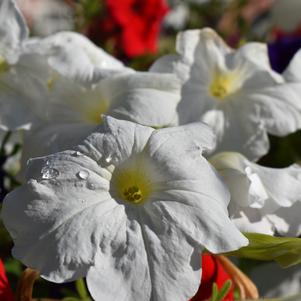 Petunia pendula 'Patriot Mix'