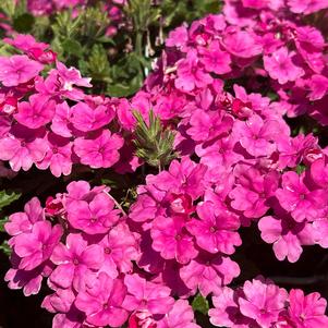 Verbena 'Sun Kiss Pink'