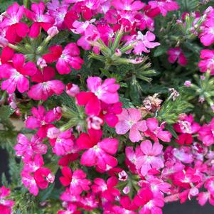 Verbena 'Rad Red 2025'