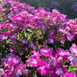 Verbena 'Mad Magenta 2025'