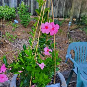 Vining Mandevilla 'XXL Rose Pink'