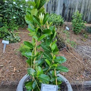 Vining Mandevilla 'XXL White'