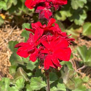 Zonal Geranium 'Bright Red'