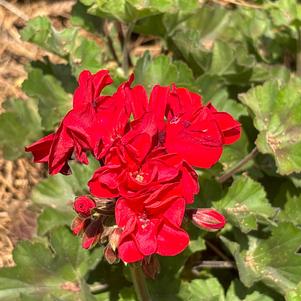 Zonal Geranium 'Red'