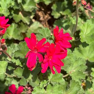 Zonal Geranium 'Violet'