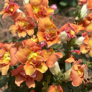 Snapdragon 'DoubleShot Orange Bicolor'