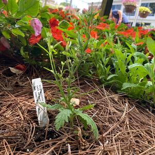 Salpiglossis 'Cafe au Lait'