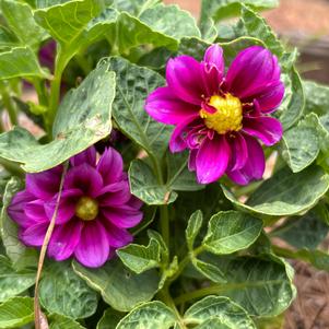 Dahlia 'Violet Shades'