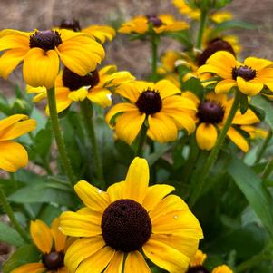 Rudbeckia 'Toto Gold'