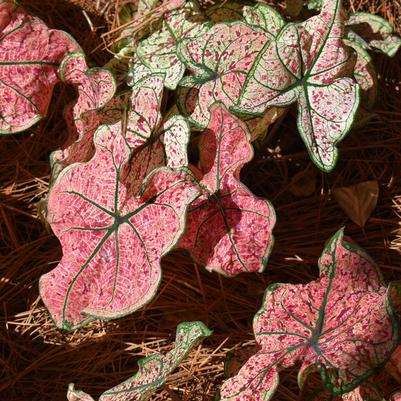 Caladium 'Splash of Wine'