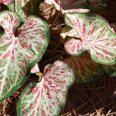 Caladium 'Candyland'