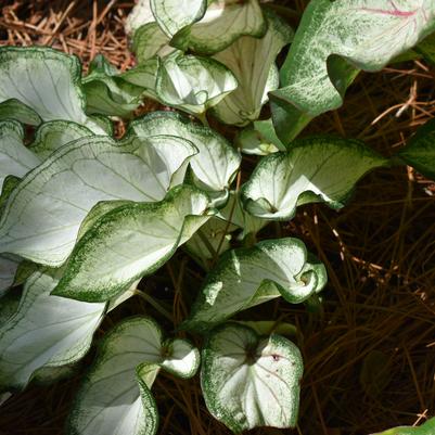 Caladium 'High Society'