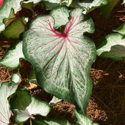 Caladium 'Mount Everest'