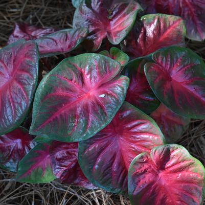 Caladium 'Rio Summer'