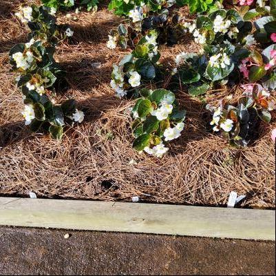 Begonia x benariensis 'White Bronze Leaf IMP'