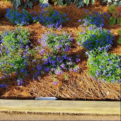 Lobelia erinus 'Blue with Eye'