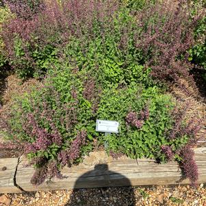 Agastache hybrid 'Coral'