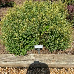 Agastache hybrid 'Gold'