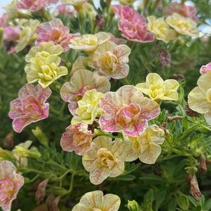 Calibrachoa hybrid 'Double Grapefruit'