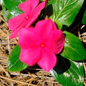 Catharanthus roseus F1 'Cascade XDR Punch'