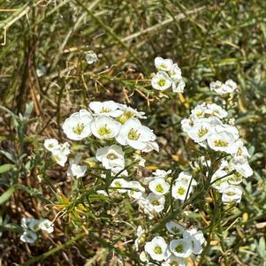 Lobularia maritima hybrid 'White Knight (Imp)'