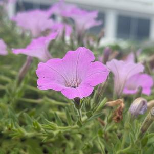 Petunia hybrid 'Cool Jazz™'