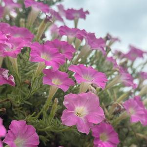 Petunia hybrid 'Pink Cloud™'
