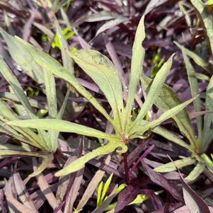 Ipomoea batatas 'Medusa™ Black'
