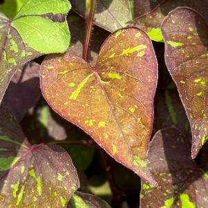 Ipomoea batatas 'Shadowstorm™'