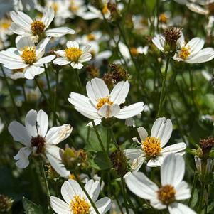 Bidens ferulifolia 'Marshmallow'