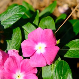 Catharanthus roseus F1 'XDR Pink Halo'
