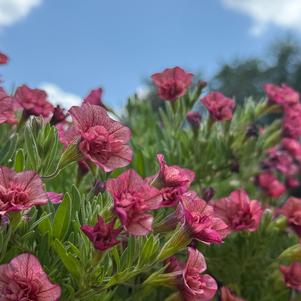 Calibrachoa hybrid 'Double Vintage Coral'