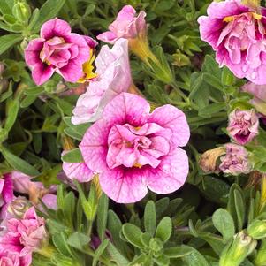 Calibrachoa hybrid 'Double Smitten Pink'