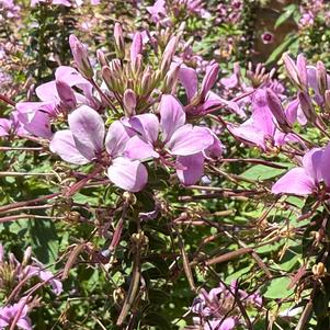 Cleome hybrid 'Señorita Rosalita®'