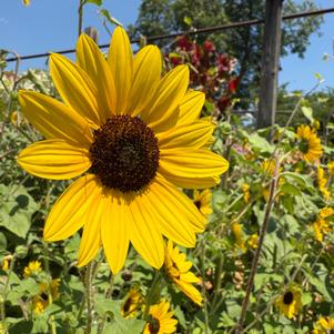 Helianthus 'Suncredible® 'Yellow''