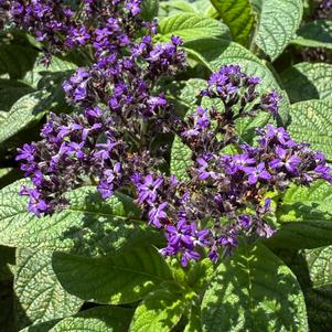Heliotropium 'Purple'