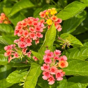 Lantana 'Basket Tangeglow™'