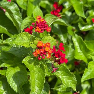 Lantana camara 'Royale Red Zone™'