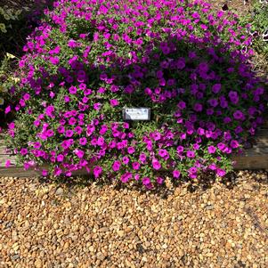 Petunia hybrid 'Jazzberry®'
