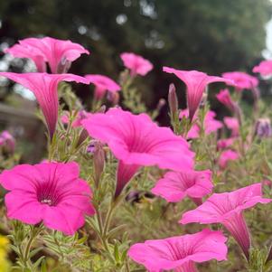 Petunia 'Bubblegum'