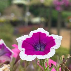 Petunia hybrid 'Hoopla® Vivid Orchid™'