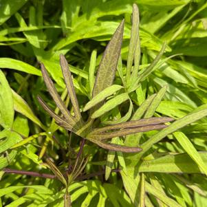 Ipomoea batatas 'Medusa™ Green'