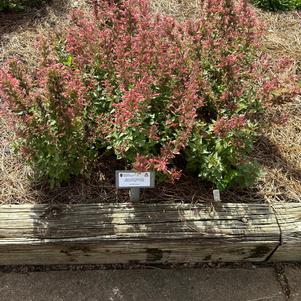 Agastache mexicana 'Coral'