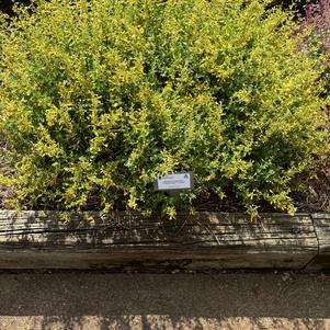 Agastache mexicana 'Lemon'