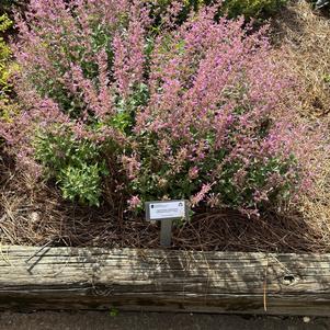 Agastache mexicana 'Lilac'