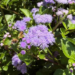 Ageratum 'Monarch Magic'