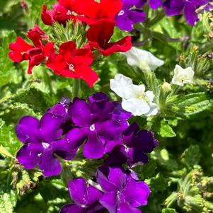 Confetti Garden 'American Girl'
